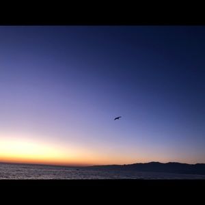 Meet your Posher, Bella